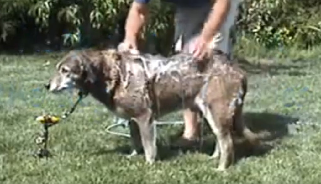 Sudspro dogwash tool